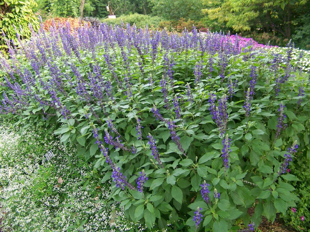 Picture of Salvia longispicata x farinacea 'Mystic Spires Blue' Mystic Spires Blue Salvia