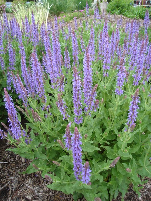 Picture of Salvia nemorosa 'May Night' May Night Salvia