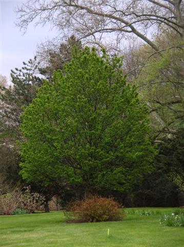 Sorbus alnifolia sorbusalnifolia041807(Small).jpg