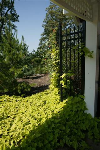 Picture of Ipomoea batatas Margarita  