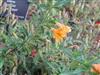 Photo of Genus=Mimulus&Species=aurantiacus&Common=Bush Monkey Flower&Cultivar=