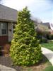 Photo of Genus=Chamaecyparis&Species=obtusa&Common=Aurea Hinoki Falsecypress&Cultivar='Aurea'