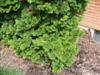 Photo of Genus=Chamaecyparis&Species=obtusa&Common=Hinoki Falsecypress&Cultivar=