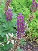 Photo of Genus=lupinus&Species=polyphyllus&Common=Large-leaved Lupine&Cultivar=