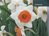 Photo of Genus=Narcissus&Species=spp&Common=Chromacolor� Daffodil&Cultivar=chromacolor�