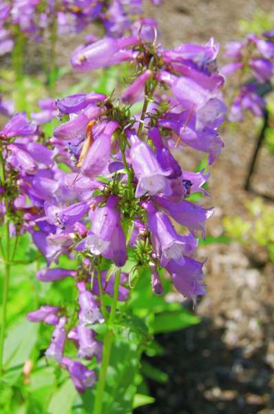 Photo of Genus=Penstemon&Species=calycosus&Common=Long-Sepal Beardtongue&Cultivar=
