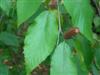 Photo of Genus=Betula&Species=lenta&Common=Sweet Birch&Cultivar=