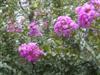 Photo of Genus=Lagerstroemia&Species=indica&Common=Catawba Crapemyrtle&Cultivar='Catawba'