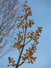 Photo of Genus=Paulownia&Species=tomentosa&Common=Royal Paulownia or Empress Tree or Princess Tree&Cultivar=