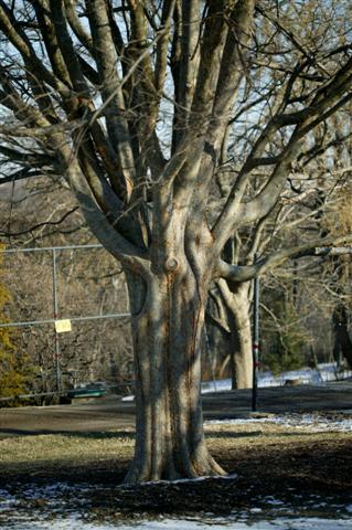 Picture of Ulmus parvifolia  Lacebark Elm or Chinese Elm