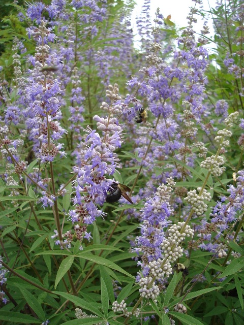 Picture of Vitex agnus-castus  Chastetree