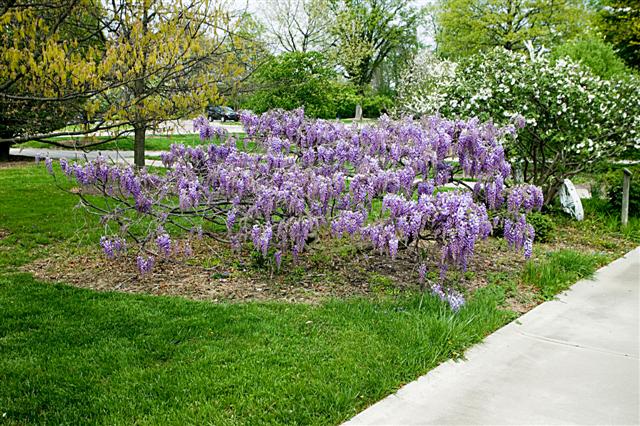 Picture of Wisteria floribunda  Japanese Wisteria