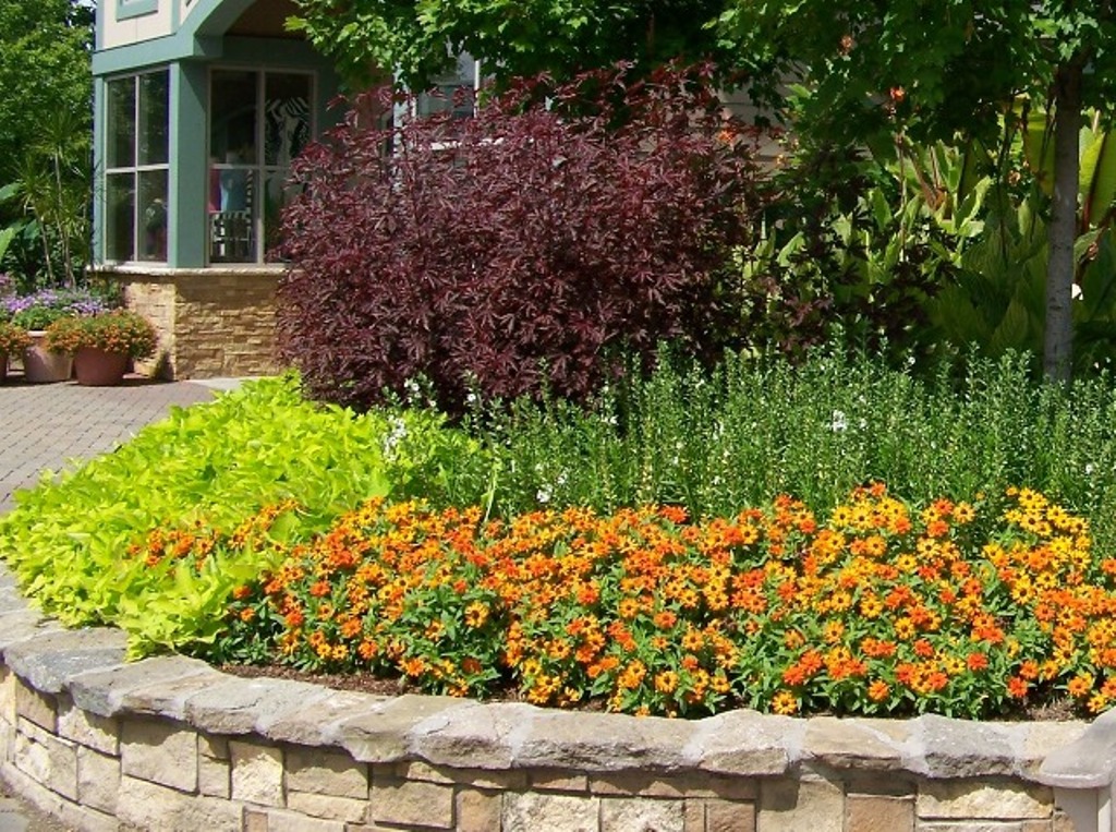 Picture of Zinnia  'Zahara� Double Fire' Zahara� Double Fire Zinnia