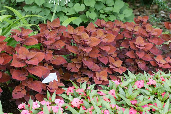 Picture of Solenostemon  Colorblaze� Keystone Kopper� Colorblaze� Keystone Kopper� Coleus