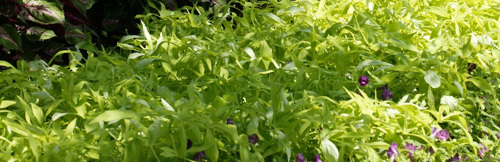 Picture of Ipomoea  Illusion� Emerald Lace 