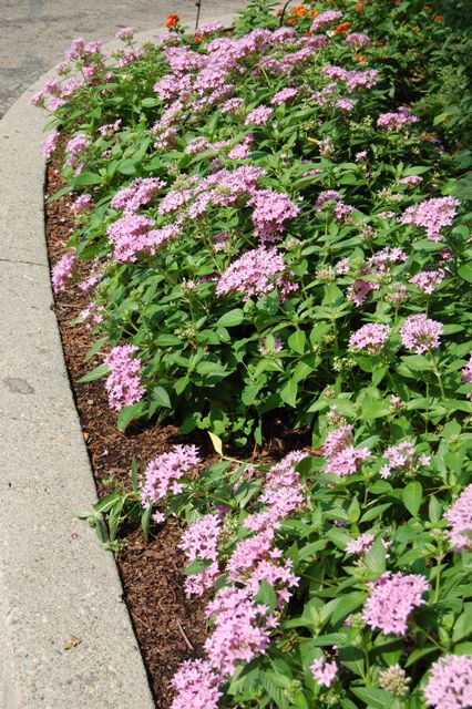 Picture of Pentas lanceolata Graffiti 'Lavender' Star-Cluster Graffiti 'Lavender' Star-Cluster