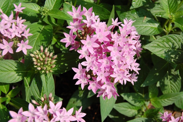 Picture of Pentas lanceolata Graffiti 'Lavender' Star-Cluster Graffiti 'Lavender' Star-Cluster