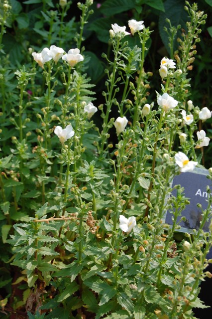 Picture of Nemesia hybrid Angel Art Pear Angel Art Pear