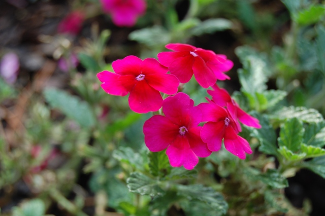 Picture of Verbena hybrid Tukana� Raspberry 