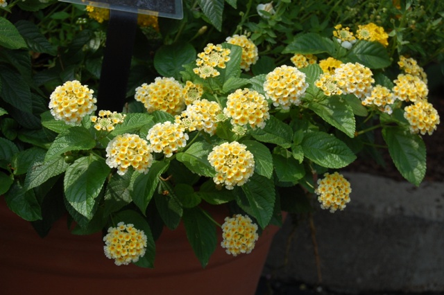 Picture of Lantana camara Lucky Lemon Cream 