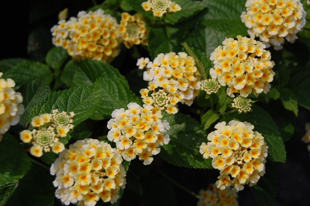 Picture of Lantana camara Lucky Lemon Cream 