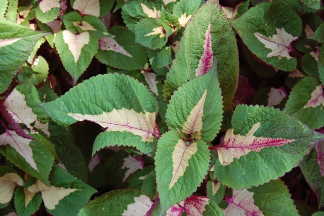 Picture of Perilla frutescens 'Magilla Purple' 'Magilla Purple'