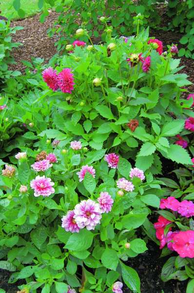 Picture of Dahlia hybrid Dalina Colima Dahlia