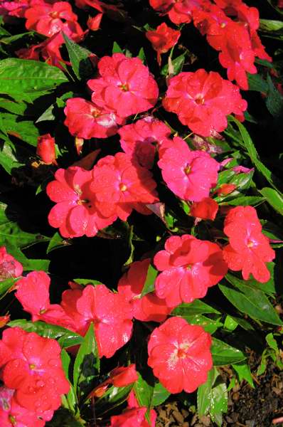 Picture of Impatiens balsamina Celebrette Cherry New Guinea Impatiens