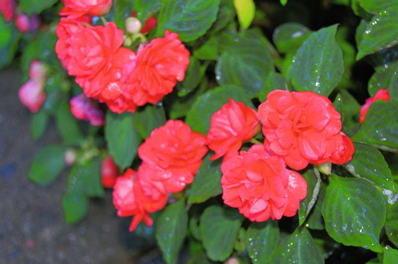 Picture of Impatiens walleriana Rockapulco Dark Orange Double Impatiens