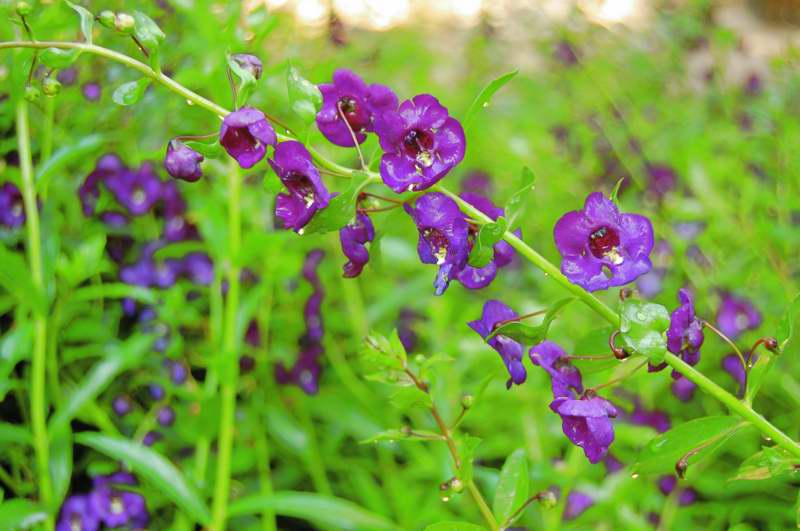 Picture of Angelonia angustifolia Angelface� Blue 