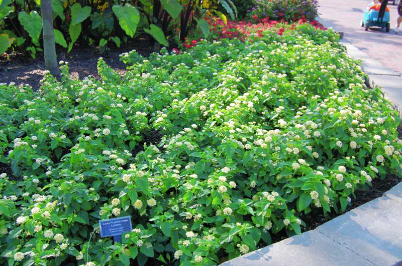 Picture of Lantana camara Lucky Lemon Cream 