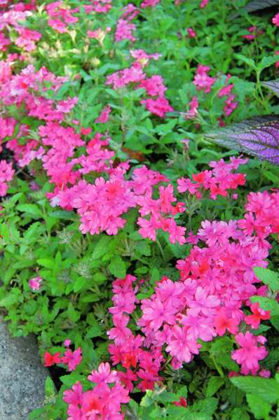 Picture of Verbena hybrid Superbena� Coral Red 