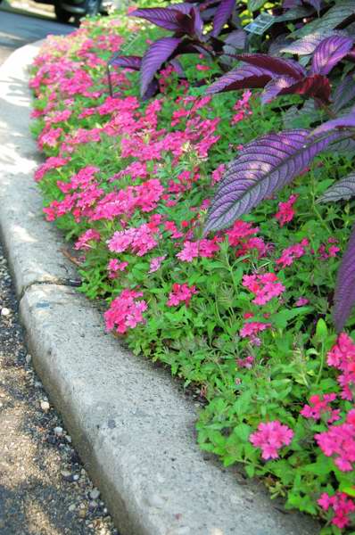 Picture of Verbena hybrid Superbena� Coral Red 