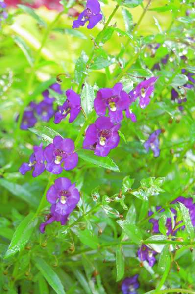 Picture of Angelonia angustifolia Angelface� Blue 