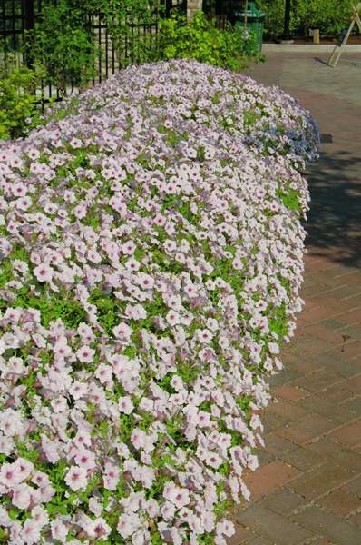 Picture of Petunia  Supertunia� Vista Silverberry 