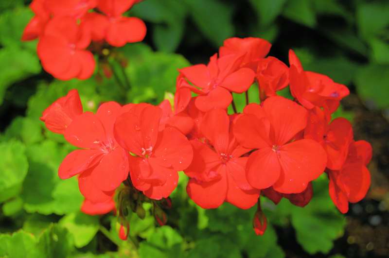Picture of Pelargonium zonale Daredevil Fire Geranium