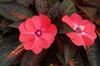 Photo of Genus=Impatiens&Species=hawkeri&Common=Celebration Light Coral New Guinea Impatiens&Cultivar=Celebration Light Coral